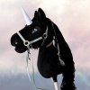 Hobby Horse - Jednorożec Czarny TAHTI koń na kiju PREMIUM A3